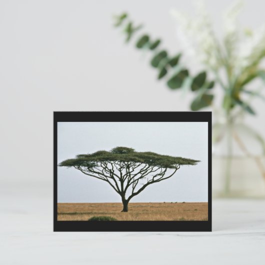 Umbrella Thorn Acacia Tree Briefkaart (Staand voorkant)