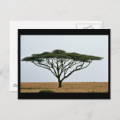 Umbrella Thorn Acacia Tree Briefkaart (Voorkant / Achterkant)