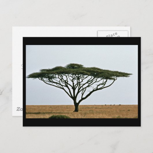 Umbrella Thorn Acacia Tree Briefkaart (Voorkant / Achterkant)