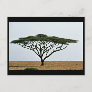 Umbrella Thorn Acacia Tree Briefkaart