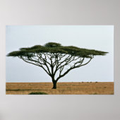 Umbrella Thorn Acacia Tree Poster (Voorkant)