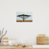 Umbrella Thorn Acacia Tree Poster (Keuken)