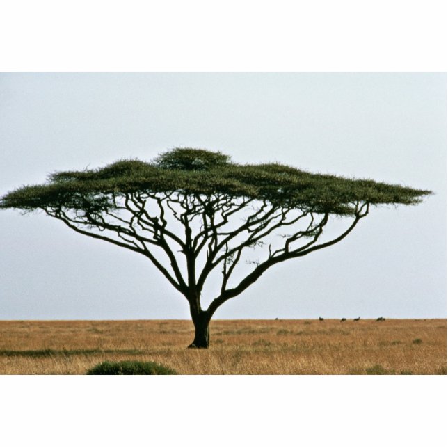 Umbrella Thorn Acacia Tree Staand Fotobeeldje (Voorkant)