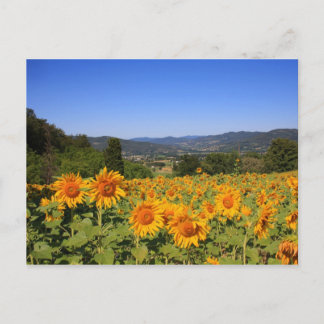 Umbrian Countryside Briefkaart