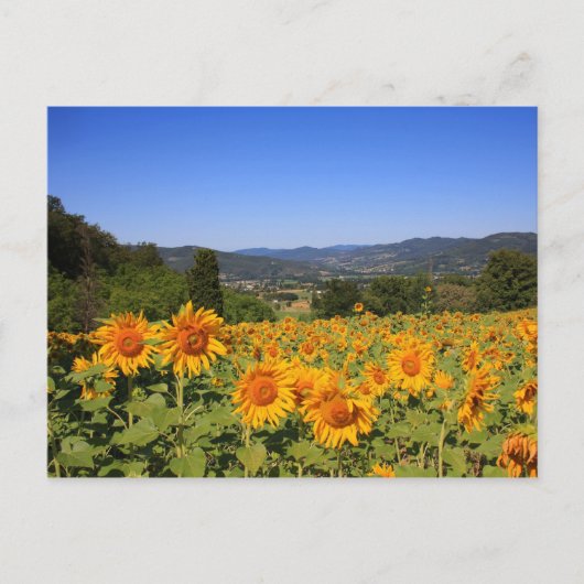 Umbrian Countryside Briefkaart (Voorkant)