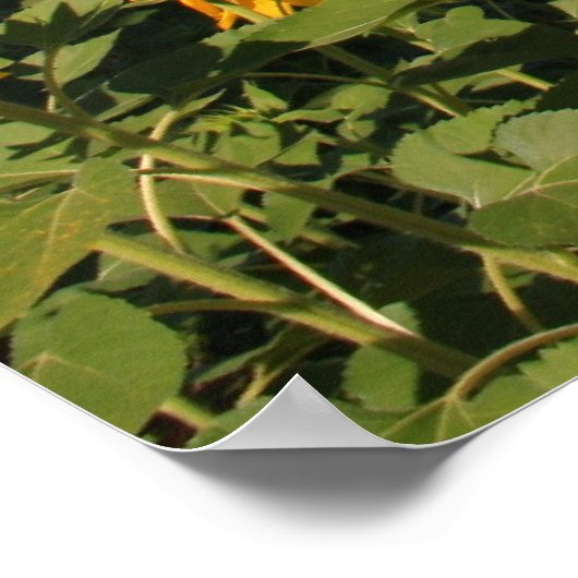 Umbrian Countryside - Italië Print (Hoek)