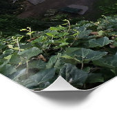 Umpherston Sinkhole Hidden Sanctuary Perfect Poster (Hoek)