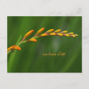 un brin d'été briefkaart
