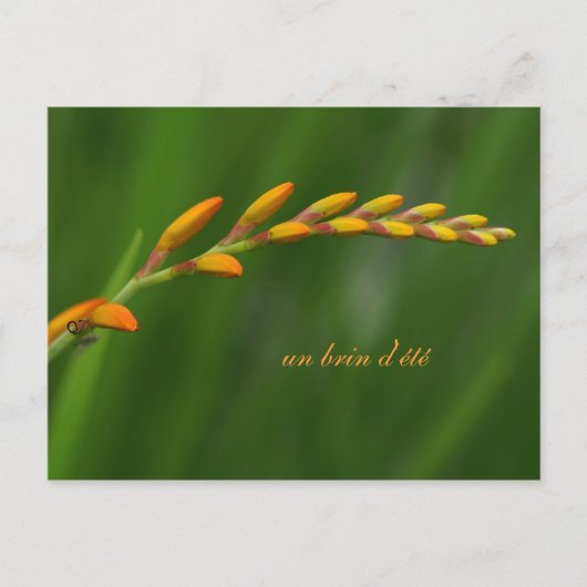 un brin d'été briefkaart (Voorkant)
