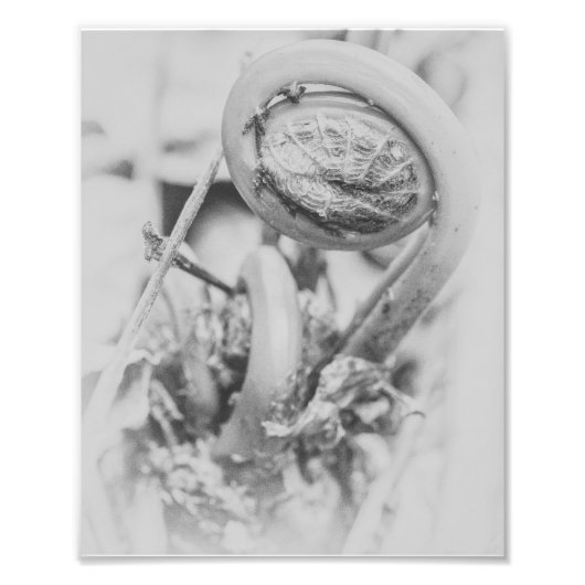 Uncurling Woodland Fern Black en White Print 1 Foto Afdruk (Voorkant)