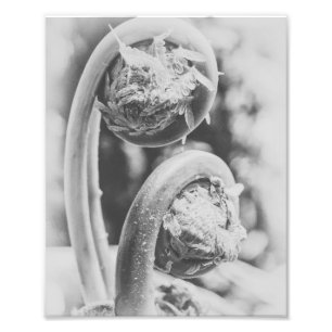 Uncurling Woodland Fern Black en White Print 4 Foto Afdruk