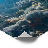 Under Water Biscayne NP Poster (Hoek)