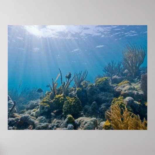 Under Water Biscayne NP Poster (Voorkant)