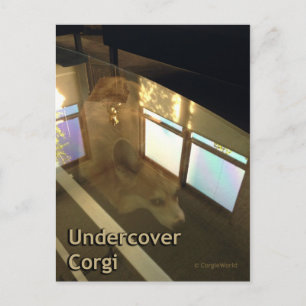 Undercover Corgi Briefkaart