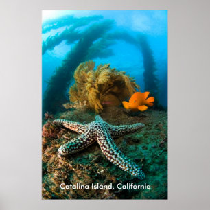 Underwater Catalina Island, Californië Poster
