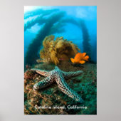 Underwater Catalina Island Poster (Voorkant)