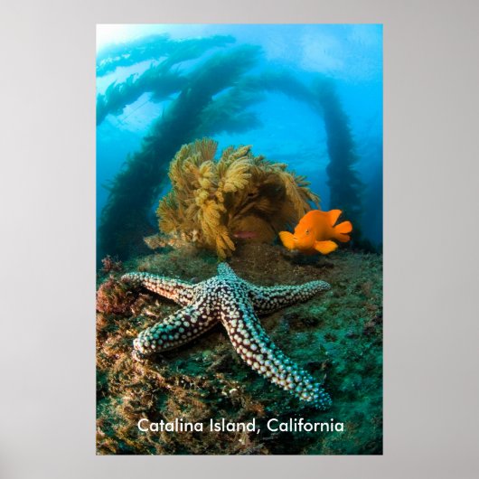 Underwater Catalina Island Poster (Voorkant)