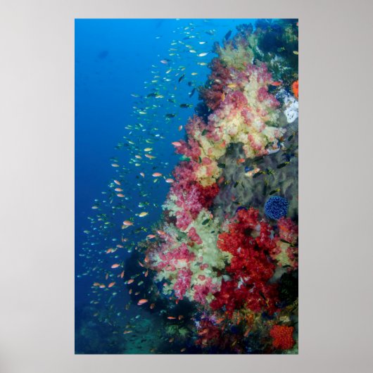 Underwater coral reef, Indonesia Poster (Voorkant)