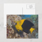 Underwater Life, FISH: Een kleurrijke Rock Beauty Briefkaart (Voorkant / Achterkant)