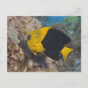 Underwater Life, FISH: Een kleurrijke Rock Beauty Briefkaart