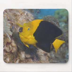 Underwater Life, FISH: Een kleurrijke Rock Beauty Muismat