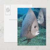 Underwater Life, FISH: een stel grijze Angelvissen Briefkaart (Voorkant / Achterkant)