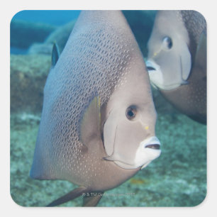 Underwater Life, FISH: een stel grijze Angelvissen Vierkante Sticker