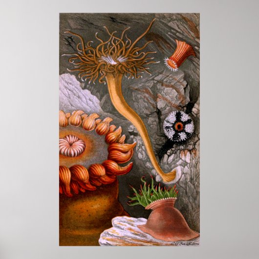 Underwater Life Four Of Ten Poster (Voorkant)