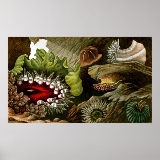 Underwater Life Three Of Ten Poster (Voorkant)