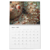 Underwater of Siquijor S- L size Kalender (Mar 2027)