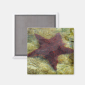 Underwater Starfish in the Bahamas Magneet (Voorkant / Achterkant)