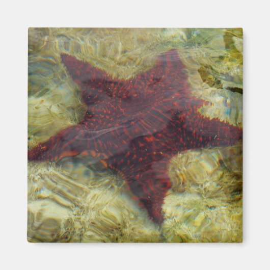 Underwater Starfish in the Bahamas Magneet (Voorkant)