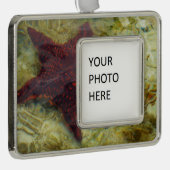 Underwater Starfish in the Bahamas Verzilverd Omlijst Ornament (Rechts)