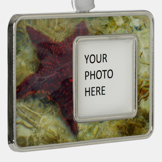 Underwater Starfish in the Bahamas Verzilverd Omlijst Ornament (Rechts)