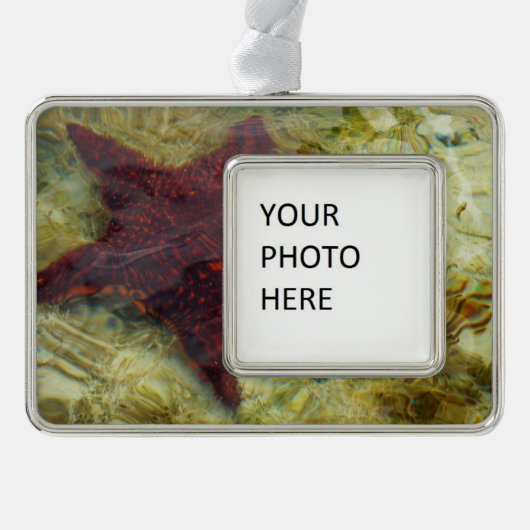Underwater Starfish in the Bahamas Verzilverd Omlijst Ornament (Voorkant)