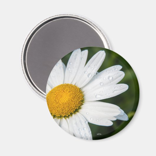 Une margueritte, font vert magneet (Voorkant / Achterkant)