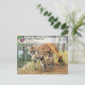 UNESCO - Everglades National Park - Florida Panthe Briefkaart (Staand voorkant)