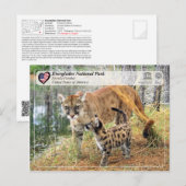 UNESCO - Everglades National Park - Florida Panthe Briefkaart (Voorkant / Achterkant)