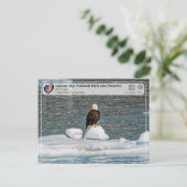 UNESCO - Nationaal park Glacier Bay - Bald Eagle Briefkaart (Staand voorkant)
