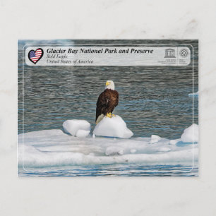 UNESCO - Nationaal park Glacier Bay - Bald Eagle Briefkaart