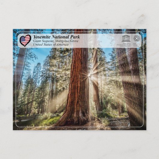 UNESCO - Nationaal Park Yosemite - Mariposa Grove  Briefkaart (Voorkant)
