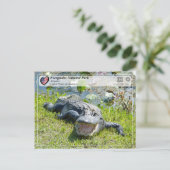 UNESCO WHS - Everglades National Park - Alligator Briefkaart (Staand voorkant)