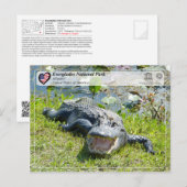 UNESCO WHS - Everglades National Park - Alligator Briefkaart (Voorkant / Achterkant)