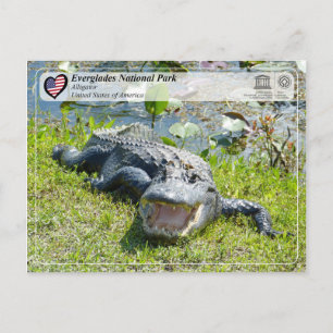 UNESCO WHS - Everglades National Park - Alligator Briefkaart