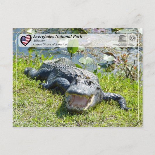 UNESCO WHS - Everglades National Park - Alligator Briefkaart (Voorkant)