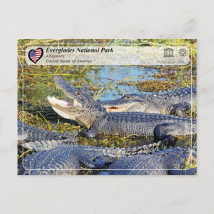 UNESCO WHS - Everglades National Park - Alligator Briefkaart