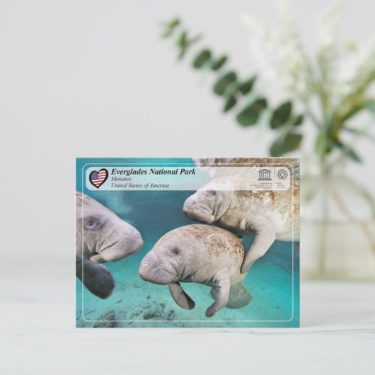 UNESCO WHS - Everglades National Park - Manatee Briefkaart (Staand voorkant)