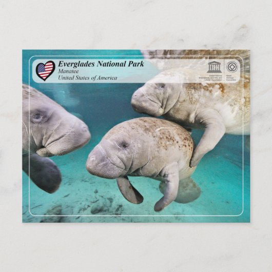 UNESCO WHS - Everglades National Park - Manatee Briefkaart (Voorkant)