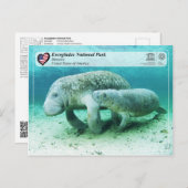 UNESCO WHS - Everglades National Park - Manatee Briefkaart (Voorkant / Achterkant)