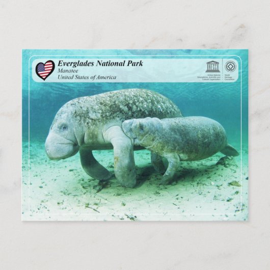 UNESCO WHS - Everglades National Park - Manatee Briefkaart (Voorkant)